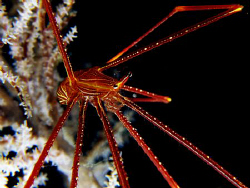 Spider Crab : ) by Bernard Maglana 